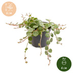 Peperomia Prostrata – Ø6 cm, 6 cm de haut
