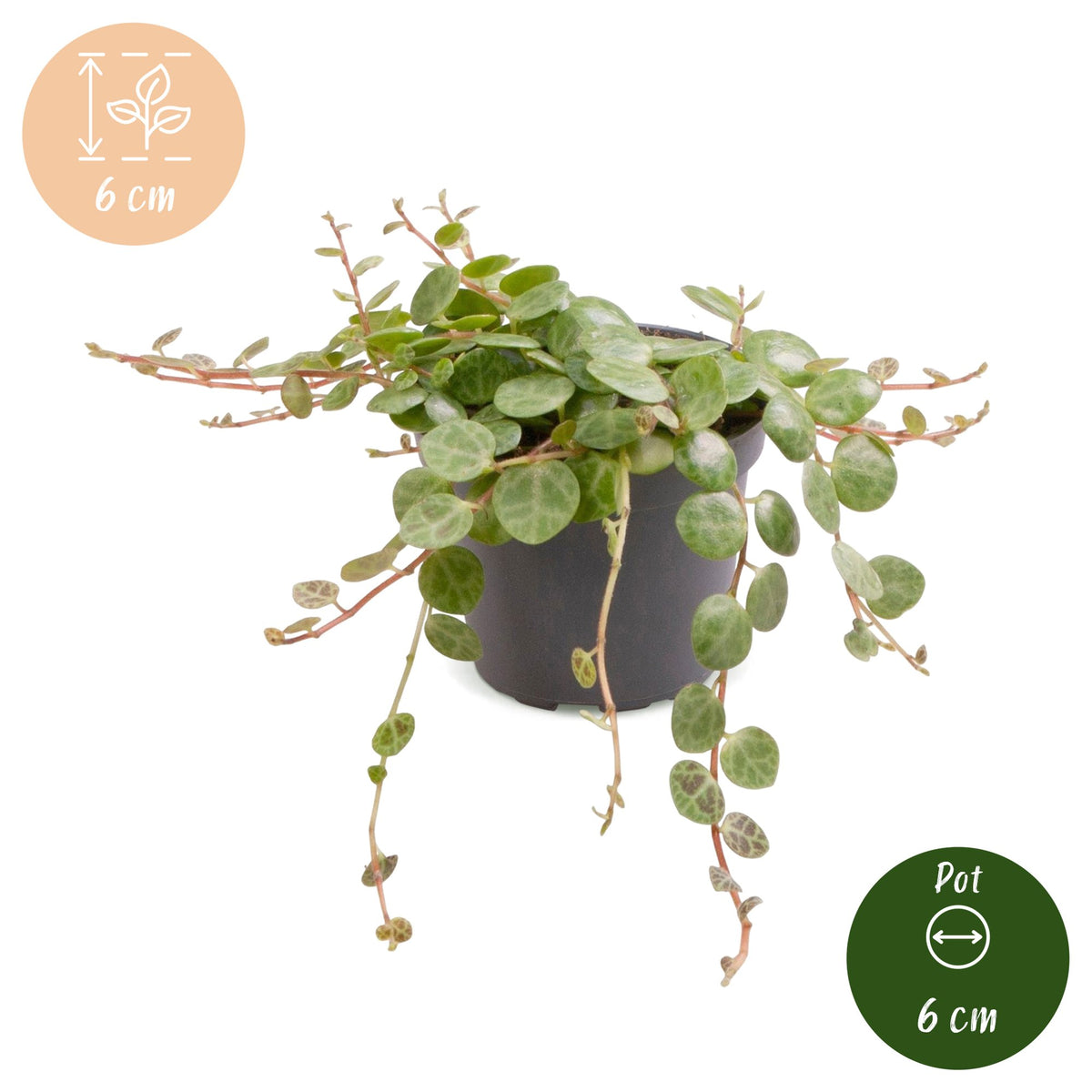 Peperomia Prostrata – Ø6 cm, 6 cm de haut