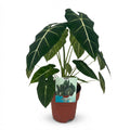 Alocasia Frydek (oreille d'éléphant) – Ø19 cm, 60 cm de haut
