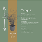 Miscanthus sinensis 'Gracillimus' (Zierreisigras) – 6 Pflanzen, Ø12 cm