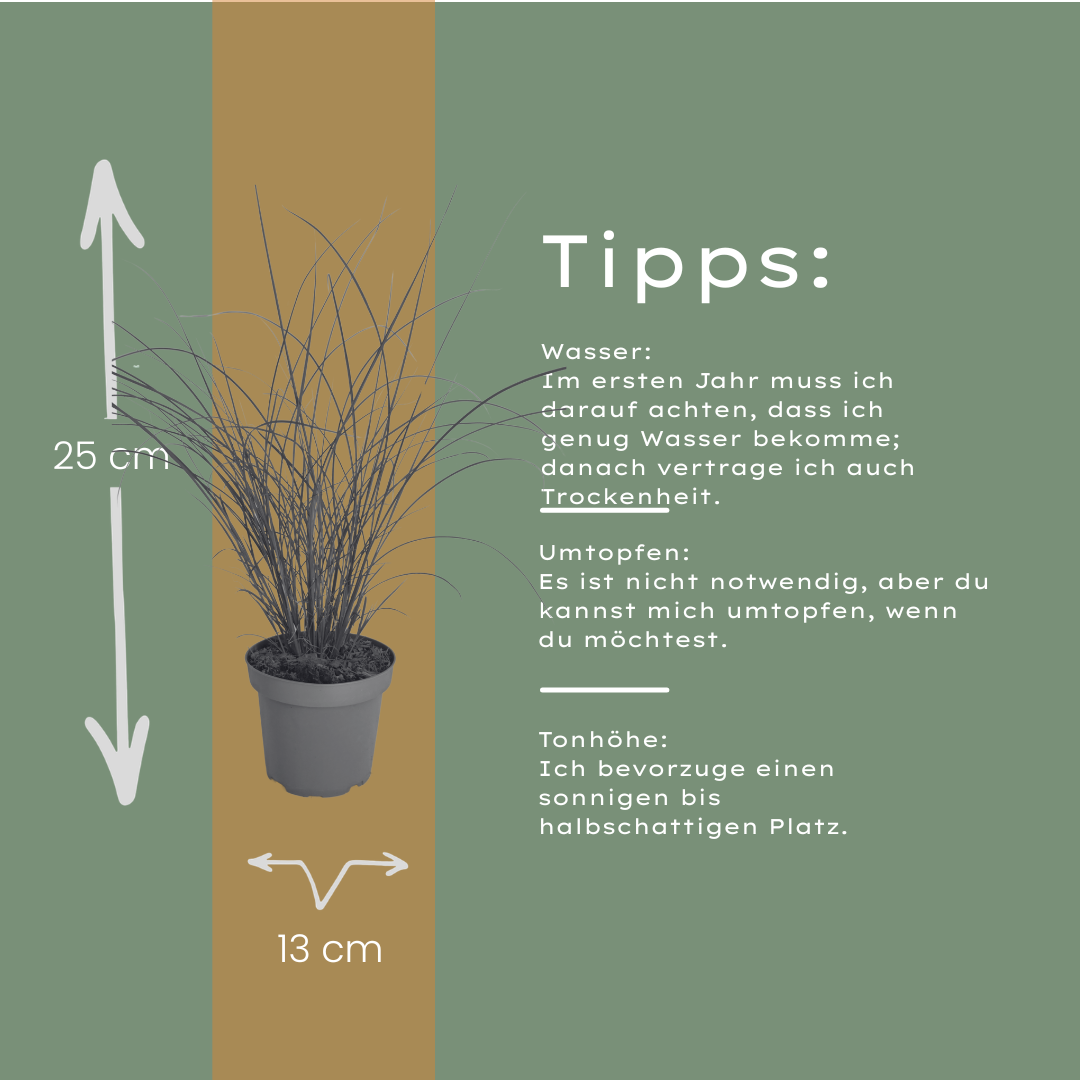 Miscanthus sinensis 'Gracillimus' (Zierreisigras) – 6 Pflanzen, Ø12 cm – Bild 9
