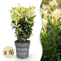 Euonymus japonica 'Paloma Blanca' (kardinaalsmuts) – wit – 16 planten, Ø9 cm, 20–30 cm hoog