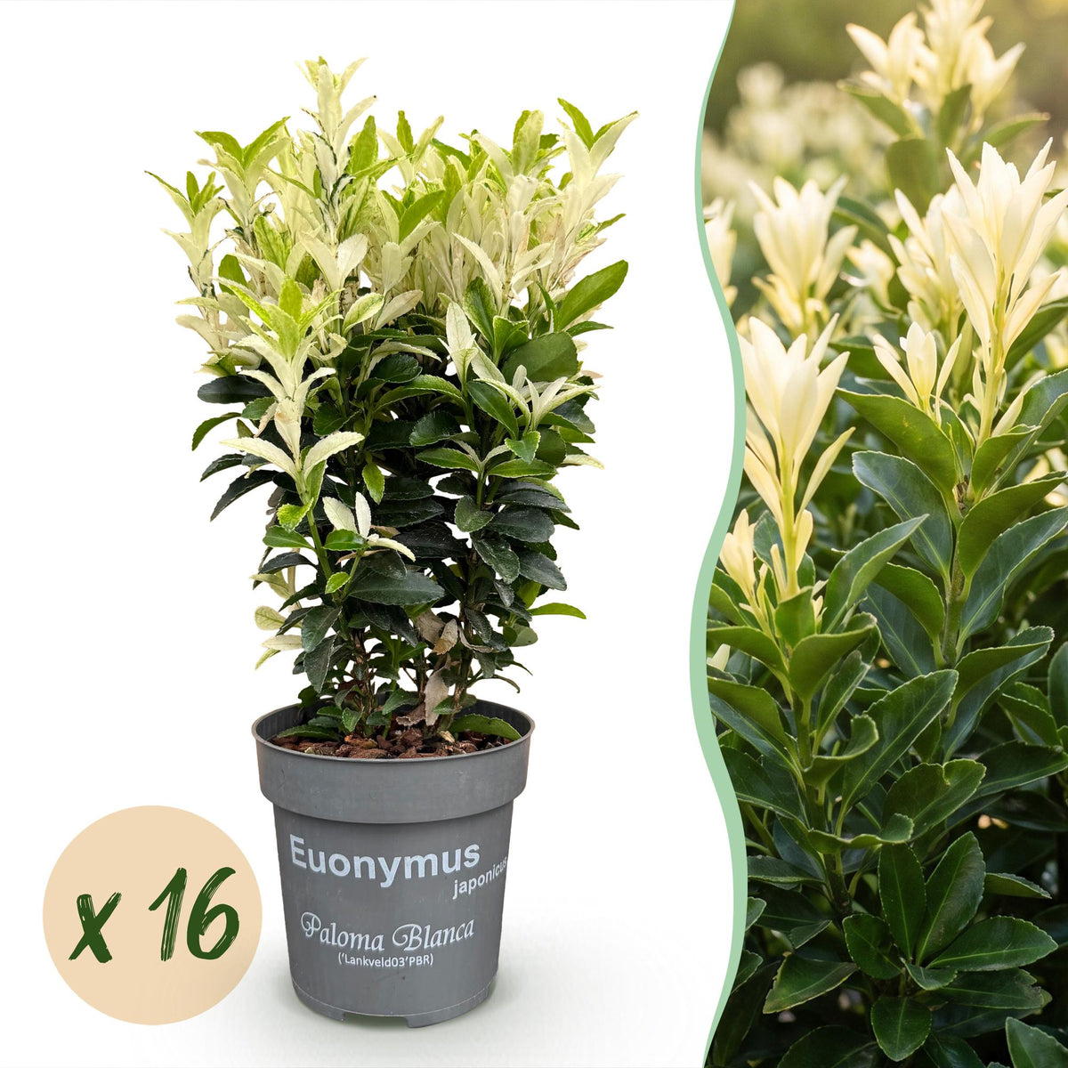Euonymus japonica 'Paloma Blanca' (kardinaalsmuts) – wit – 16 planten, Ø9 cm, 20–30 cm hoog