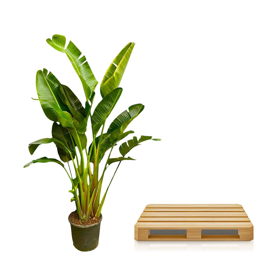 Strelitzia Augusta multi stam XXL (paradijsvogelbloem) – Ø30 cm, 250 cm hoog