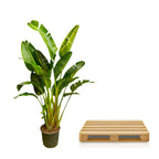 Strelitzia Augusta multi stam XXL (paradijsvogelbloem) – Ø30 cm, 250 cm hoog