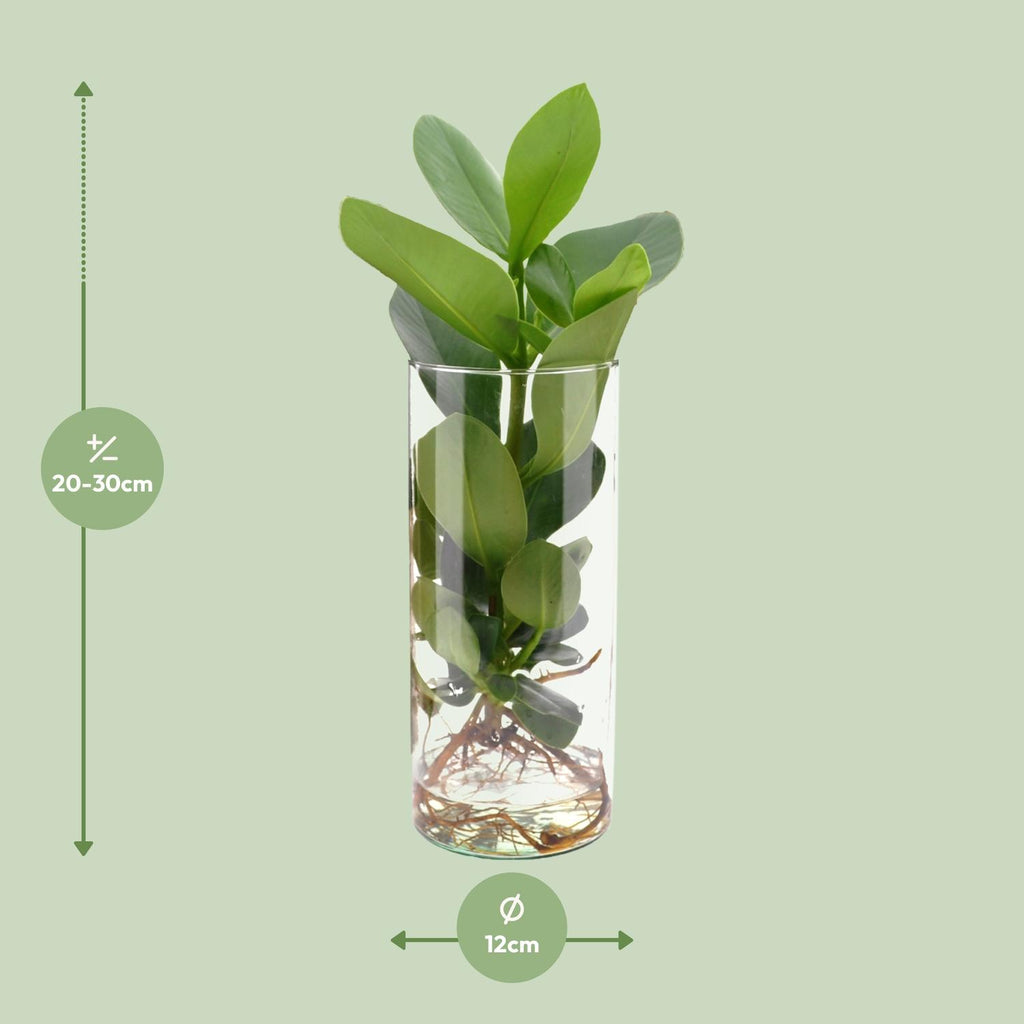 Clusia im Zylinderglas – Ø 12 cm, 30 cm hoch