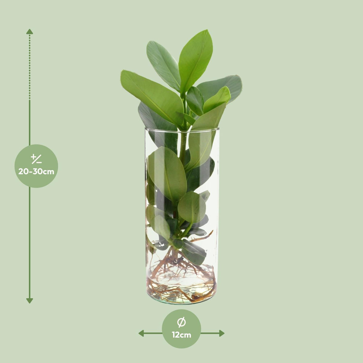 Clusia im Zylinderglas – Ø 12 cm, 30 cm hoch