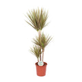 Dracaena Bicolor (drakträd) – Ø24 cm, 115 cm hög