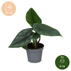 Alocasia Scalprum (elefantøre) – Ø6 cm, 15 cm høj