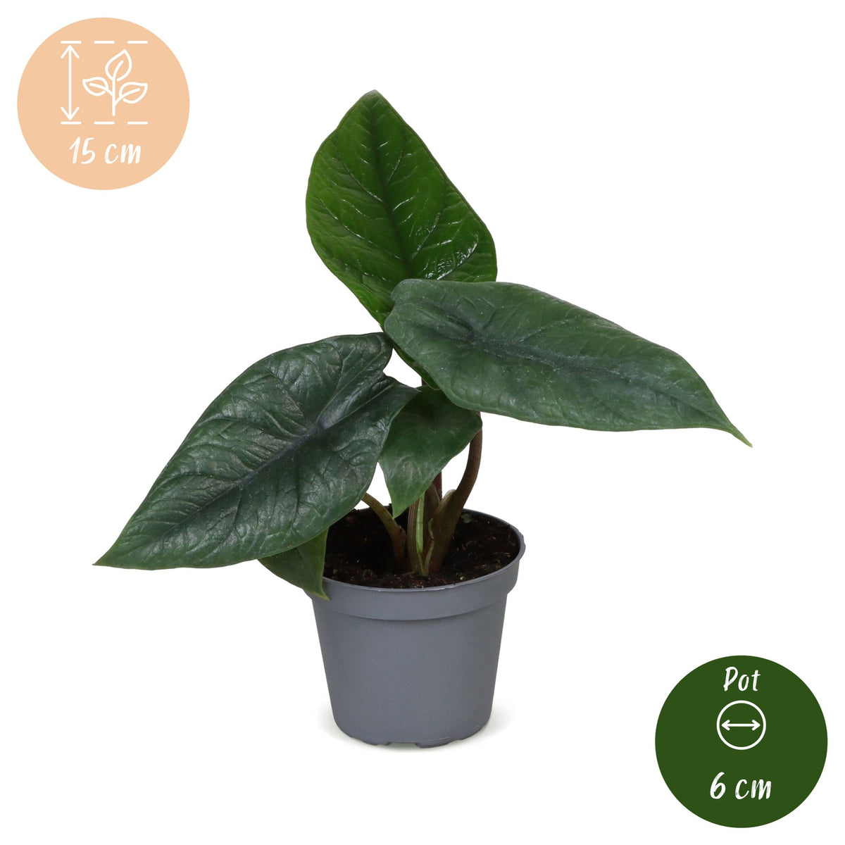Alocasia Scalprum (elefantøre) – Ø6 cm, 15 cm høj – billede 5