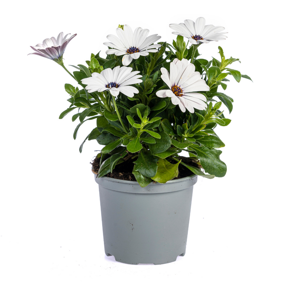 Osteospermum 'Ecklonis Weiß' (African daisy) – 8 plants, Ø12 cm, 20 cm high – photo 2