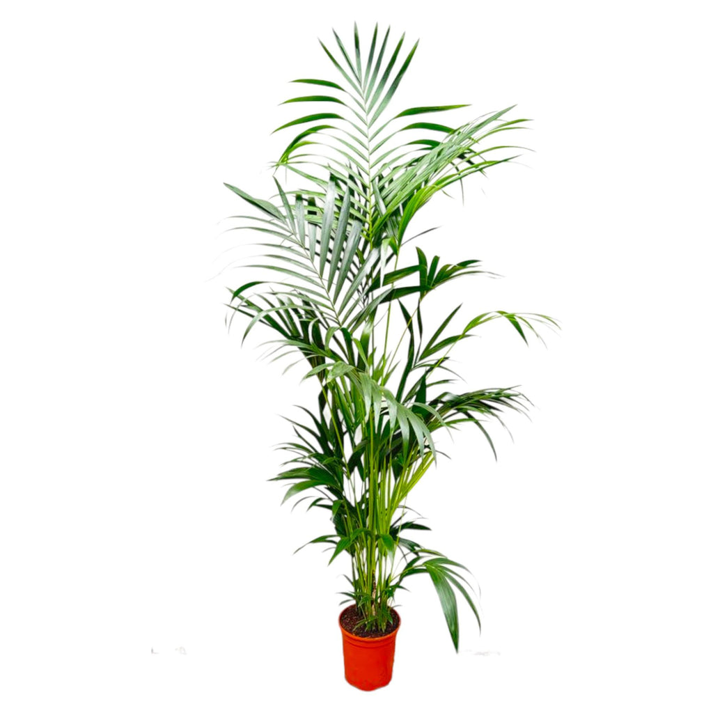 Kentia Palm (Howea) – Ø24 cm, 190 cm hoog