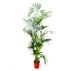 Kentia Palm (Howea) – Ø24 cm, 190 cm hoog