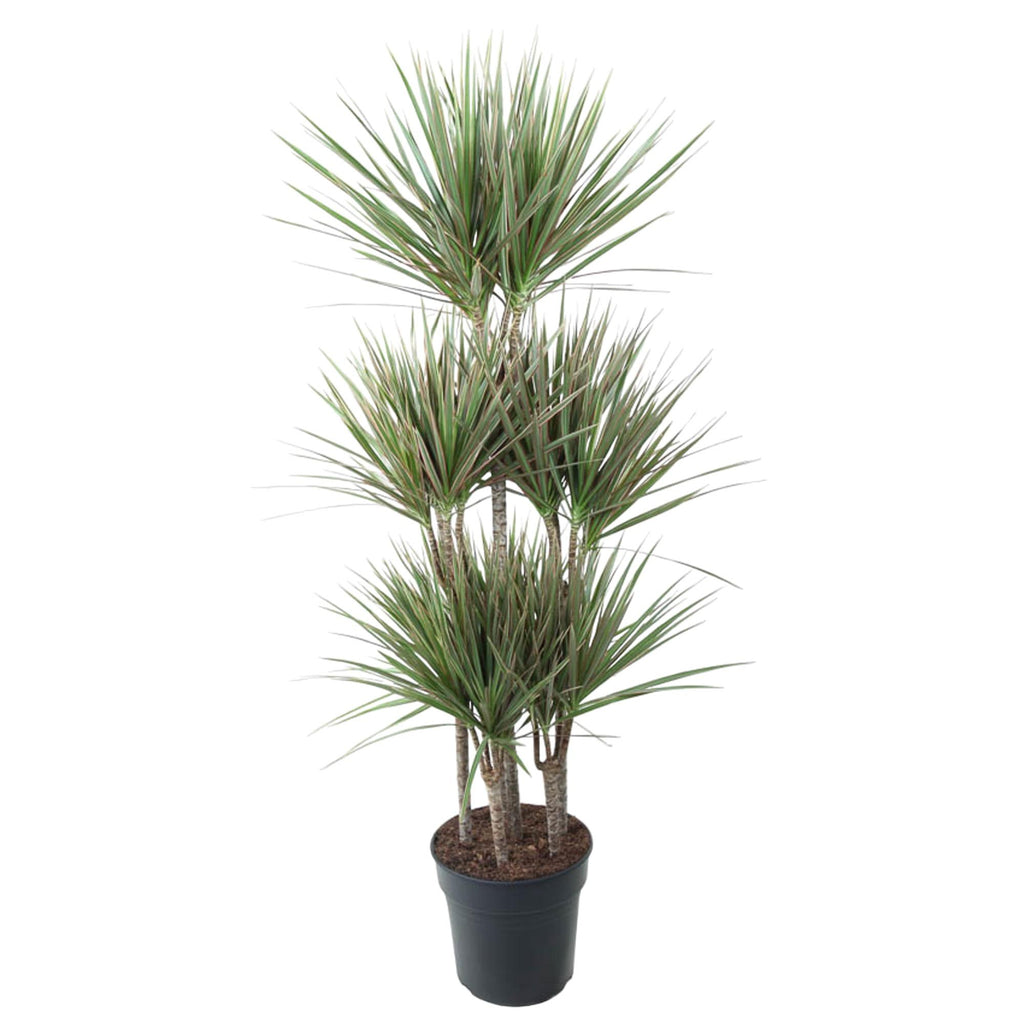 Dracaena Bicolor Carrousel (drakenboom) – Ø31 cm, 150 cm hoog