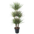 Dracaena Bicolor Carrousel (drakenboom) – Ø31 cm, 150 cm hoog