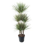 Dracaena Bicolor Carrousel (drakenboom) – Ø31 cm, 150 cm hoog