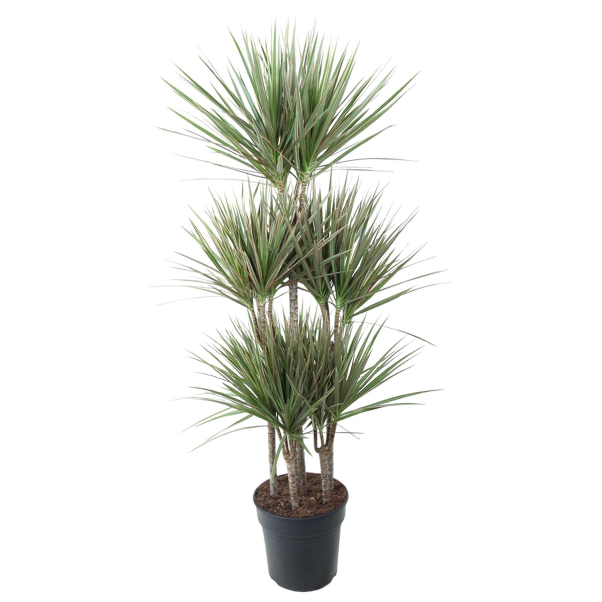 Dracaena Bicolor Carrousel (Drachenbaum) – Ø31 cm, 150 cm hoch
