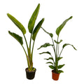 Strelitzia nicolai (hvid paradisfugleblomst) – Ø17 cm, 100 cm høj