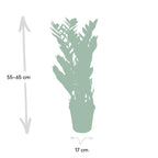 Zamioculcas zamiifolia (Glücksfeder) – Ø 17 cm, 70 cm hoch – Art. 2902
