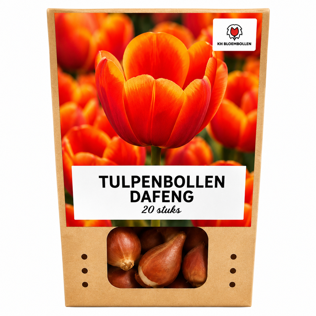 Tulp 'Dafeng' – 20 bloembollen (bolmaat 11/12)
