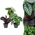 3× Babyplanter Jungle Mix – Ø6 cm, 10–15 cm høje