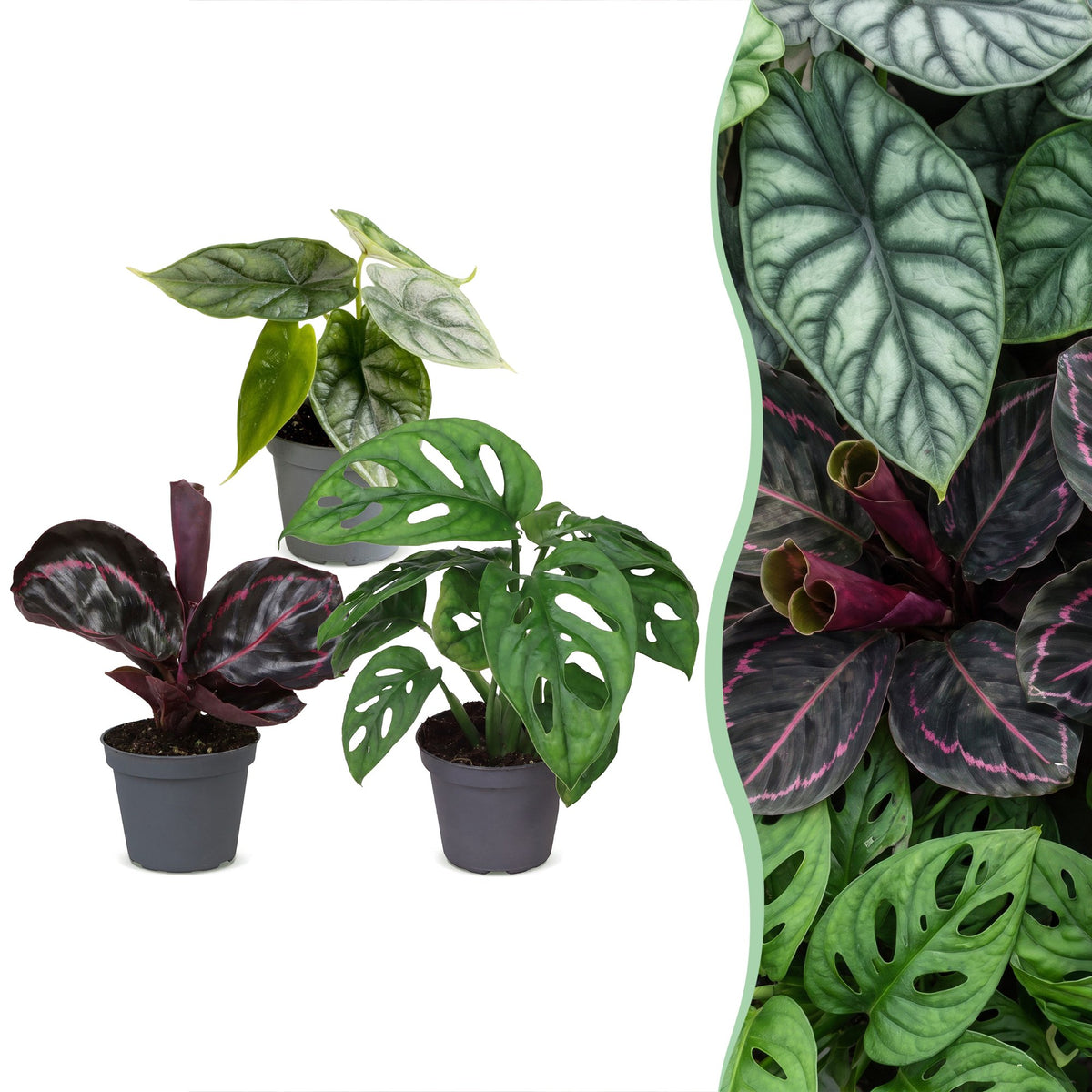 3× Babyplanter Jungle Mix – Ø6 cm, 10–15 cm høje