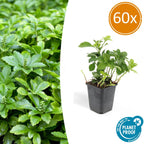 Pachysandra term. 'Green Carpet' (shade plant) – 60 plants, Ø9 cm, 10–25 cm high