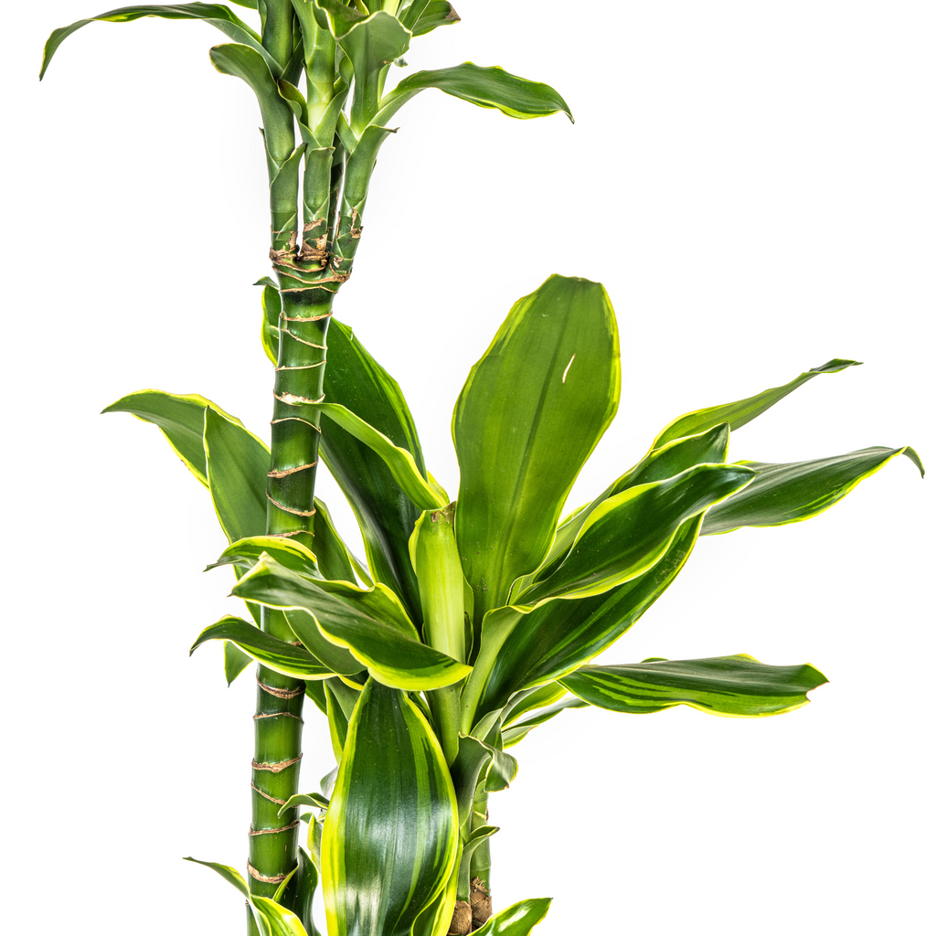 Dracaena fragrans Golden Coast (drakenboom) – Ø21 cm, 90–110 cm hoog