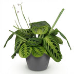 Maranta Fascinator Lemon Lime (prayer plant) in grey Potter decorative pot – Ø12 cm, 25 cm high