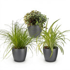 3× Callisia im grauen Tontopf – Ø 12 cm, 20 cm hoch