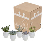 Vetplanten in witte pot – Ø6 cm, 13 cm hoog