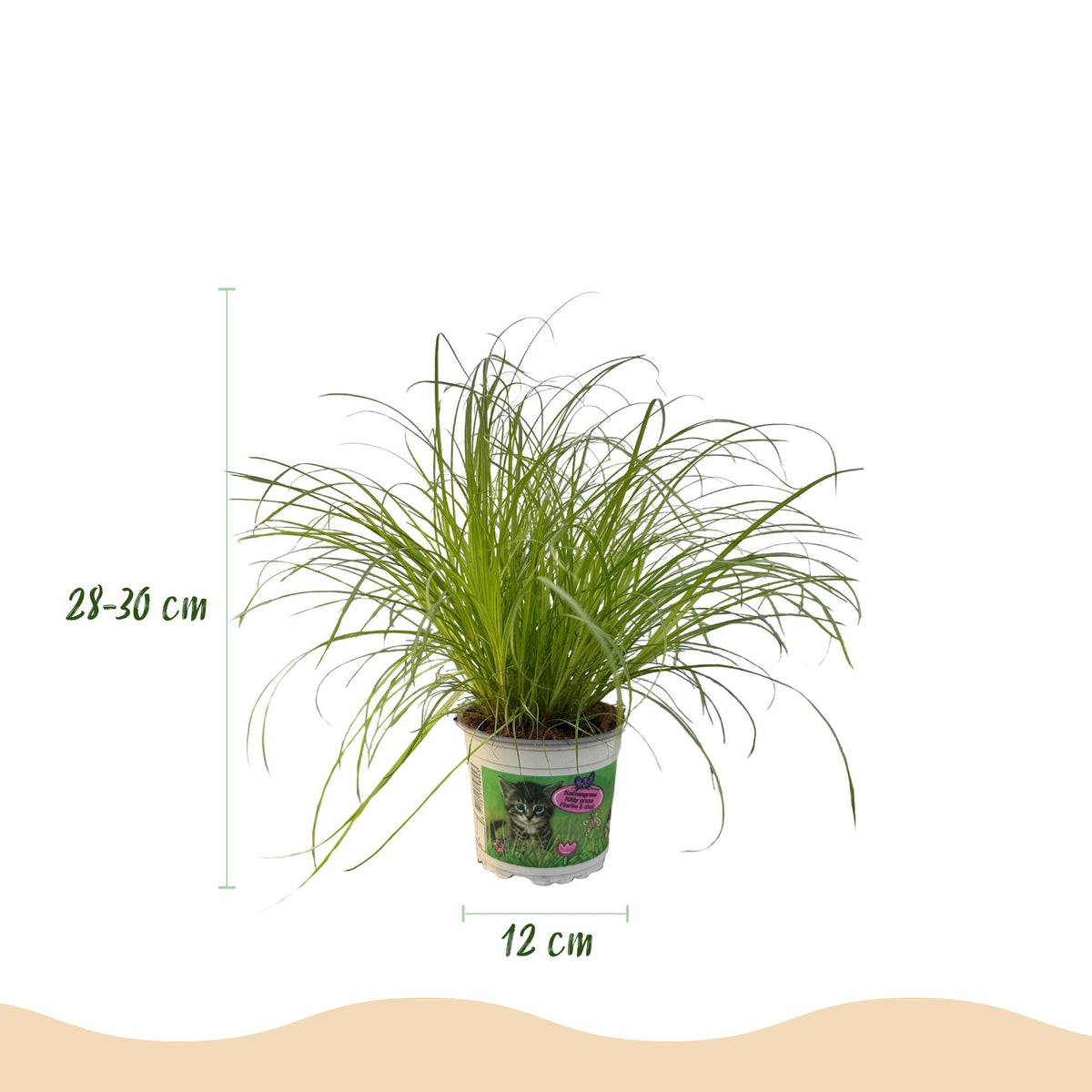 4× Cyperus alternifolius Zumula (cyperusgras) – Ø12 cm, 28–30 cm hoog – foto 3