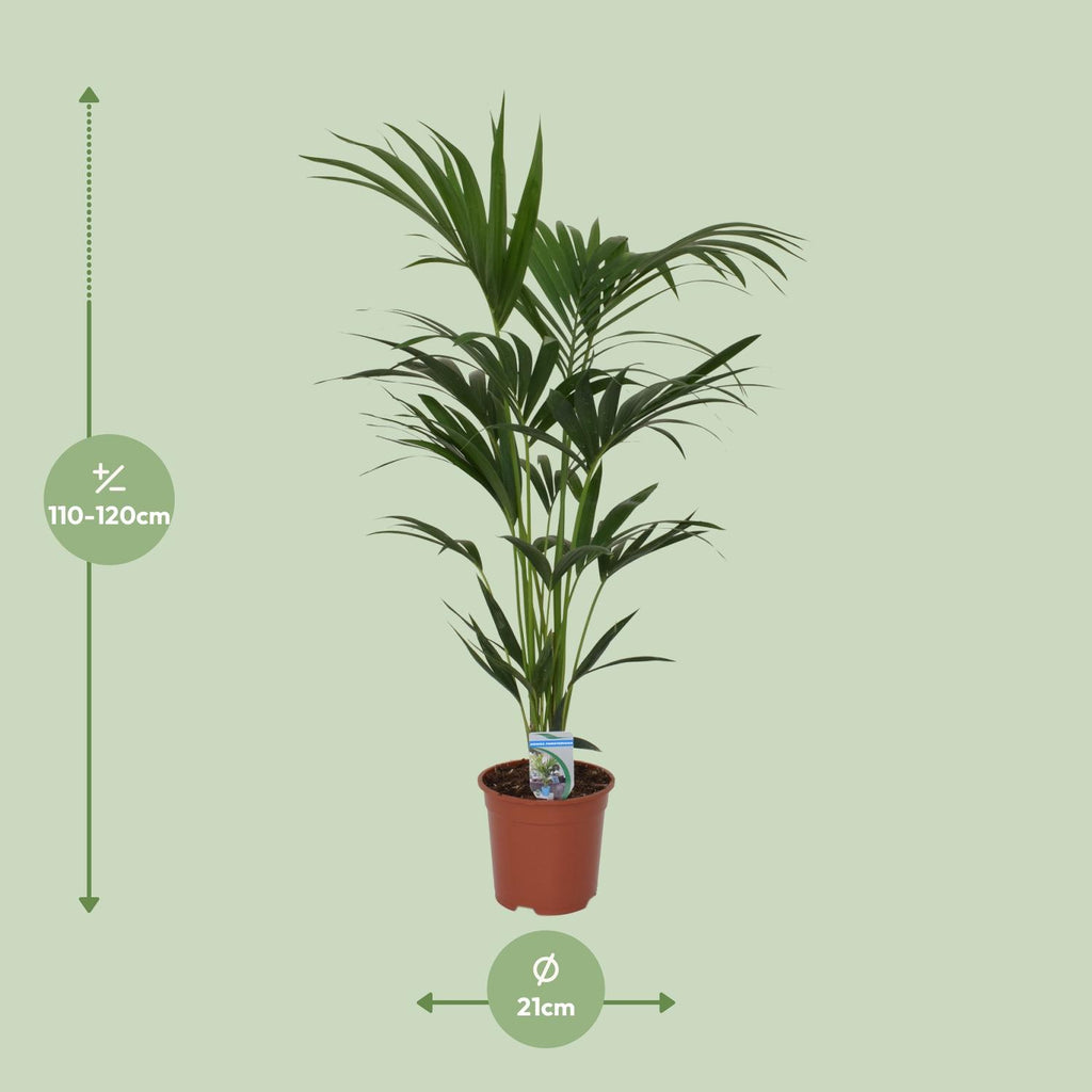 Howea forsteriana (Kentiapalme) – Ø 21 cm, 120 cm hoch – Art. 5240