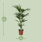 Howea forsteriana (Kentiapalme) – Ø 21 cm, 120 cm hoch – Art. 5240