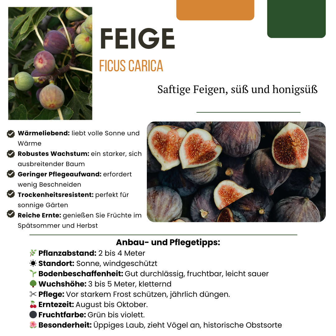 Figuier (Ficus carica) biologique – 3 plantes, Ø13 cm, 20 cm de haut – photo 7
