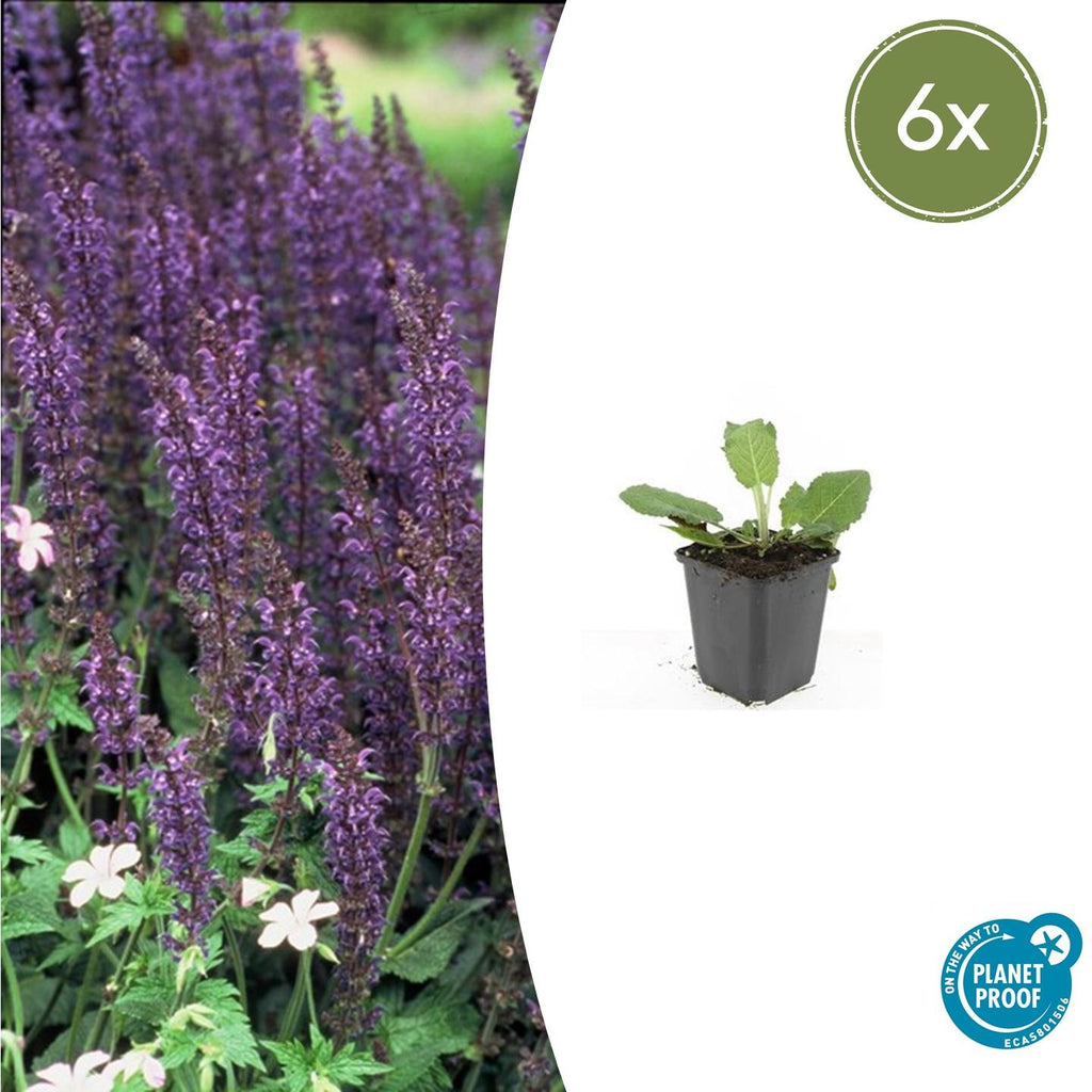 Salvia nemorosa 'Mainacht' (sage) – 6 plants, Ø9 cm, 10–25 cm high – photo 2