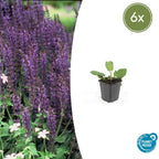 Salvia nemorosa 'Mainacht' (sage) – 6 plants, Ø9 cm, 10–25 cm high