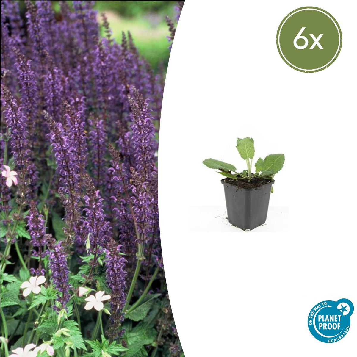 Salvia nemorosa 'Mainacht' (sage) – 6 plants, Ø9 cm, 10–25 cm high – photo 2