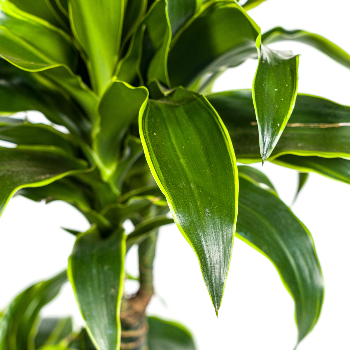 Dracaena Deremensis Dorado (drakenboom) met mand – Ø21 cm, 100–120 cm hoog