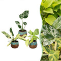 3× Baby Plants Tropical Mix incl. Copper Reef – Ø6 cm, 10–15 cm tall