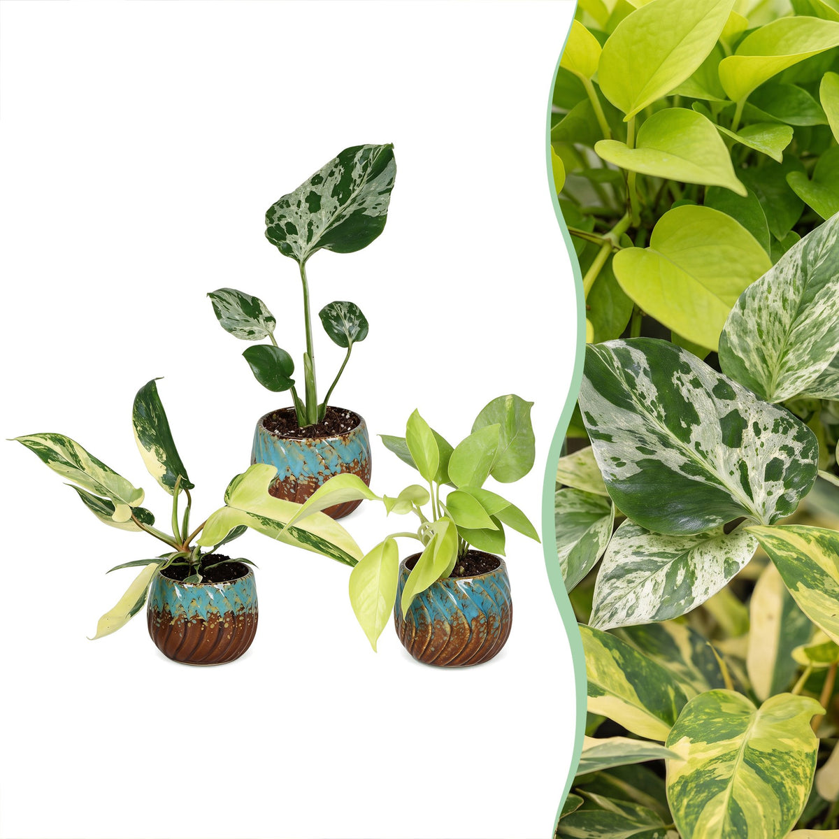 3× babyplanter Tropical Mix inkl. Copper Reef – Ø6 cm, 10–15 cm høje