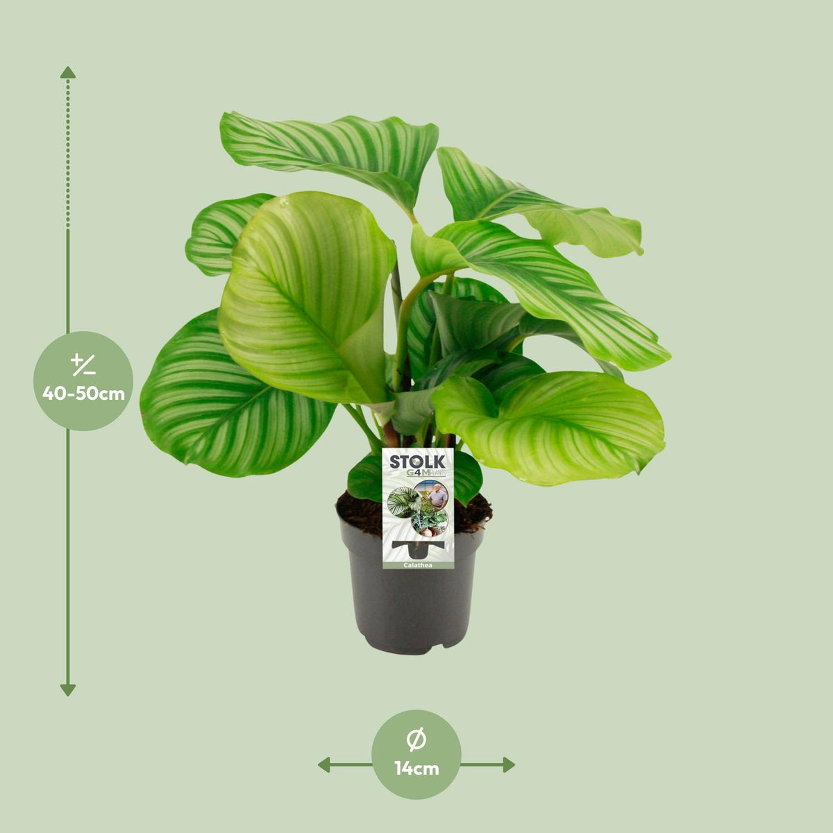 Calathea orbifolia – Ø14 cm, 50 cm høj