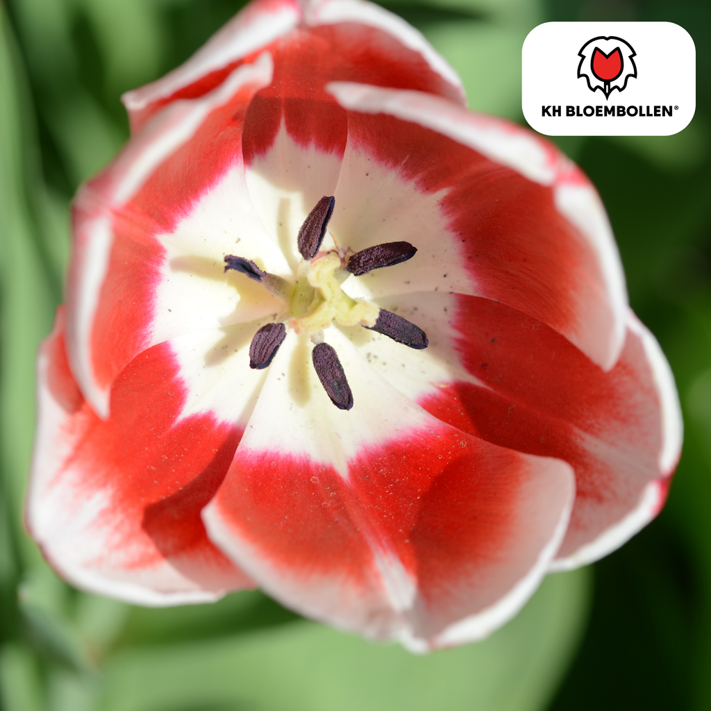 Tulpenmix 'Candy Apple Delight' – 20 Blumenzwiebeln (Zwiebelgröße 11/12)