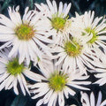 Aster ageratoides 'Ashvi' – 6 planten, Ø9 cm, 10–25 cm hoog