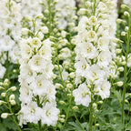 Delphinium 'Galahad' (Sch intentionssporn) – weiß – 24 Pflanzen, Ø11 cm, 15–25 cm hoch
