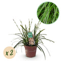 Carex oshimensis 'Intense Green' (laîchaude) – 2 plantes, Ø17 cm, 50 cm de haut