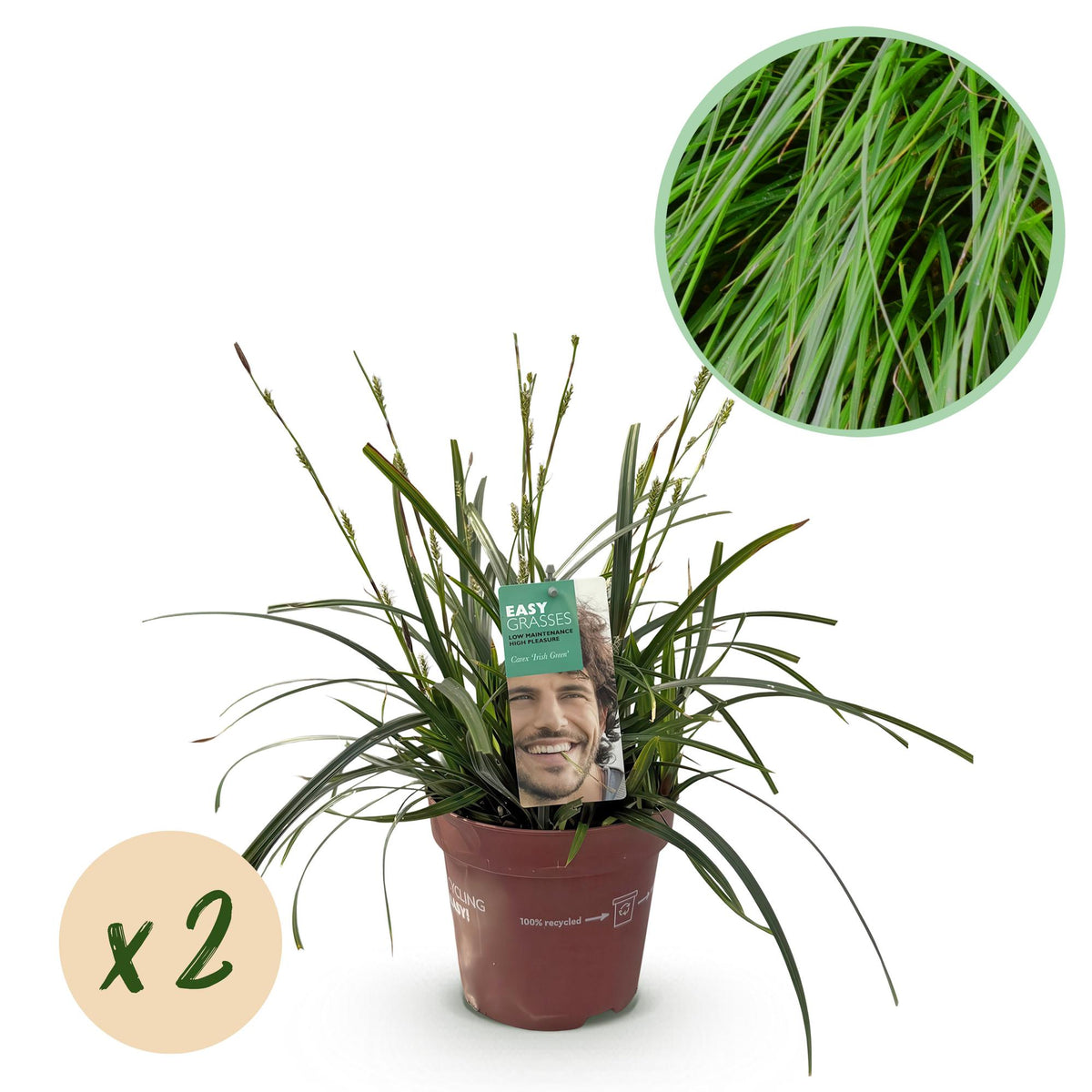 Carex oshimensis 'Intense Green' (zegge) – 2 planten, Ø17 cm, 50 cm hoog