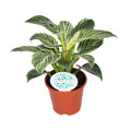 Philodendron Birkin – Ø14 cm, 25 cm høj