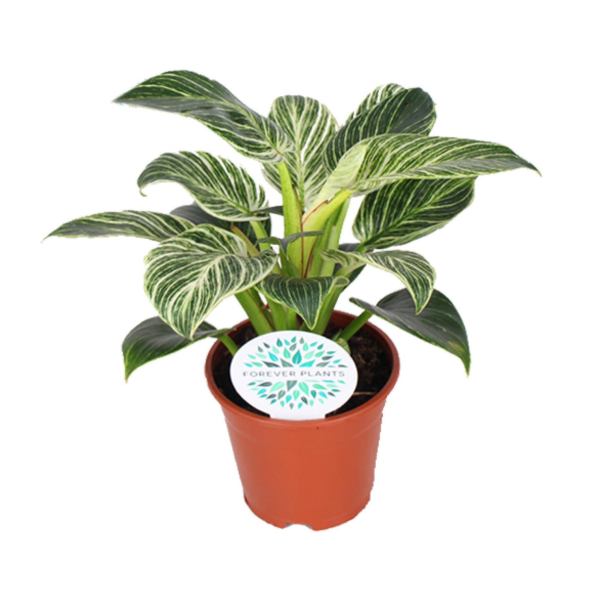 Philodendron Birkin – Ø14 cm, 25 cm høj
