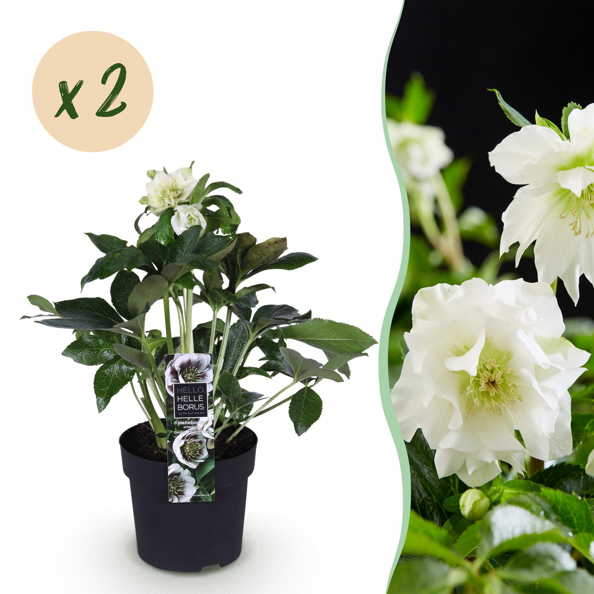 Helleborus orientalis 'Double Ellen White' (Christrose) – 2 Pflanzen, Ø 14 cm, 35 cm hoch